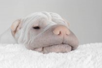 Shar pei dog apoyando su cabeza sobre una alfombra - foto de stock