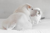 Британська короткошерста кішка і шарпей собака сидить на ліжку — стокове фото