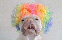 Shar Pei perro con una peluca de pelo rizado multicolor y lamiendo sus labios - foto de stock