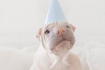 Shar pei dog wearing party hat, closeup view — Stock Photo