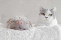 Британська короткошерста кішка і шарпей собака лежачи на ковдру — стокове фото