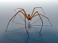 Araña reclusa marrón, vista de cerca - foto de stock