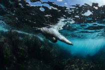 Человек, ныряющий в океан, Калапана, Западная Пуна, Гавайи, Америка, США — стоковое фото