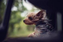 Windswept Yorkie cachorro cão olhando para fora de uma janela de carro — Fotografia de Stock