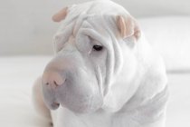 Retrato de un perro shar-pei, vista de cerca - foto de stock