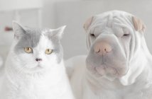 Retrato de un perro shar-pei y gato taquigráfico británico - foto de stock