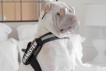 Shar-pei dog with a gangster belt and sunglasses — Stock Photo