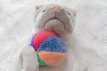 Гострий пес лежить на спині з м'ячем — стокове фото