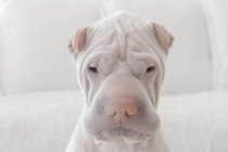 Retrato de un perro shar-pei, vista de cerca - foto de stock