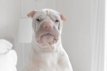 Portrait of a shar-pei dog, closeup view — Stock Photo