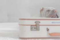 Шар-пей собака спит на чемодане, вид крупным планом — стоковое фото
