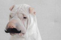 Shar-pei cão vestindo um bigode, vista close-up — Fotografia de Stock