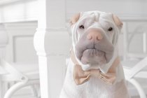 Shar-pei cão vestindo uma gravata borboleta, vista close-up — Fotografia de Stock