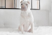 Shar-pei Hund auf dem Bett sitzend, Nahaufnahme — Stockfoto