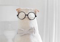 Shar-pei dog wearing a bow tie and spectacles on the back of his head — Stock Photo