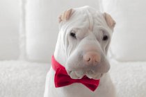 Shar-pei perro con corbata de lazo, vista de cerca - foto de stock