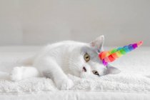 British shorthair Cat wearing a unicorn horn, closeup view — Stock Photo