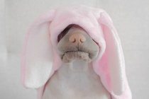 Shar-pei dog wearing rabbit costume, closeup view — Stock Photo
