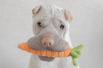 Shar-pei cão com brinquedo de cenoura em sua boca, vista close-up — Fotografia de Stock