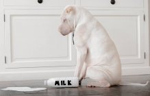 Собака з гострим горіхом з пляшкою молока, вид збоку — стокове фото