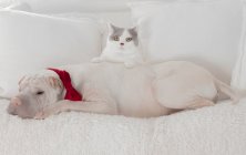 Perro con pajarita con gato apoyado en la espalda - foto de stock