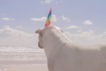 Shar-pei dog standing on the beach wearing a unicorn horn — Stock Photo