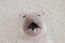 Shar-pei cão deitado em um tapete com uma boca aberta, vista close-up — Fotografia de Stock