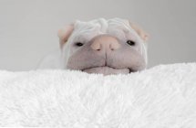 Shar-pei Hund ruht seinen Kopf auf einem Teppich, Nahaufnahme — Stockfoto