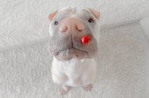 Shar-pei perro con un bicho dama en su nariz, vista de cerca - foto de stock