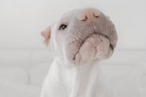 Retrato de un perro shar-pei olfateando aire, vista de cerca - foto de stock