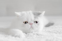 Retrato de un gatito exótico de taquigrafía, vista de cerca - foto de stock