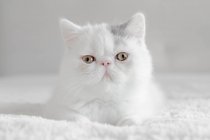 Retrato de um gatinho exótico, vista de close-up — Fotografia de Stock