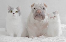 Shar-pei dog sitting with a British shorthair cat and an exotic shorthair kitten — Stock Photo