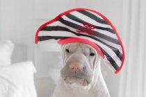 Chien shar-pei portant un chapeau pirate, vue rapprochée — Photo de stock