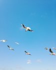Veduta panoramica dei gabbiani che volano nel cielo — Foto stock