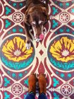 Hombre de pie enfrente perro labrador chocolate - foto de stock