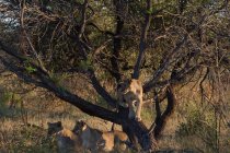 Tre leonesse su un albero, Maasai Mara, Kenya — Foto stock