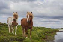 Vista panorámica de dos caballos en un campo, Islandia - foto de stock