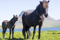 Caballo y su potro de pie en un campo, Islandia - foto de stock