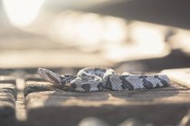 Timber rattlesnake basking on train tracks — Stock Photo