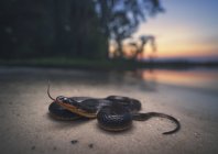Vue rapprochée du serpent d'écrevisse sur la plage, mise au point sélective — Photo de stock
