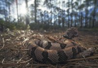 Деревянная гремучая змея в сосновом лесу, избирательный фокус — стоковое фото
