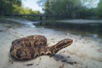 Juvenile cottonmouth snake at wild nature,, blurred background — Stock Photo