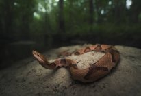 Serpiente cabeza de cobre del sur en un banco de arena junto a un arroyo - foto de stock