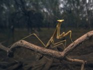 Stick insect on branch at dusk, closeup view — Stock Photo