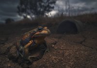 Banjo Frog gigante, primo piano vista in natura — Foto stock