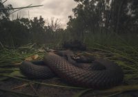 Serpent noir à ventre rouge près d'un marécage, foyer sélectif — Photo de stock