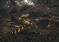 Тигровая змея на берегу реки, избирательный фокус — стоковое фото