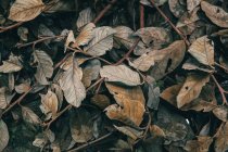 Primo piano vista delle foglie d'autunno a terra, Messico — Foto stock