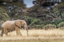 Elefante toro che cammina nel cespuglio, Amboseli, Kenya — Foto stock